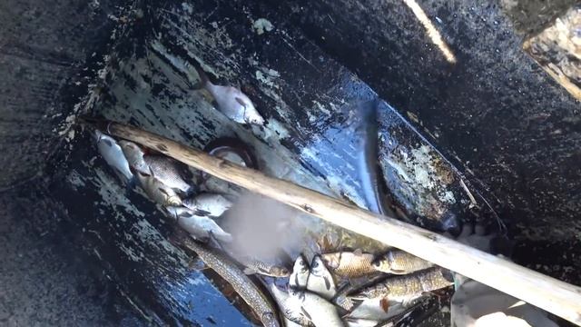 Ловля Сазана и Сома сетями (секретами, вентилями, ятями) смотреть онлайн