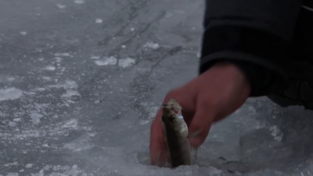 Лавсановый кивок? Точеный вольфрам. С мормышкой на Козинке [Рыбалка с Дядей Федором №13]