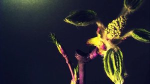 Распускается веточка каштана