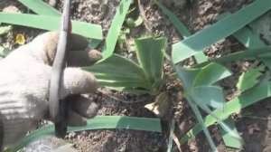 Подготовка ирисов к зиме