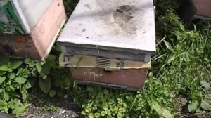 ошибки пчеловода - объединение роя с семьей пчел или отводком