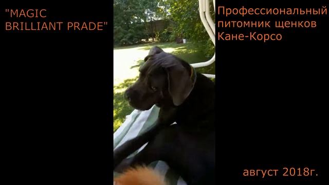 Профессиональный питомник щенков Кане-Корсо "MAGIC BRILLIANT PRADE" смотреть онлайн