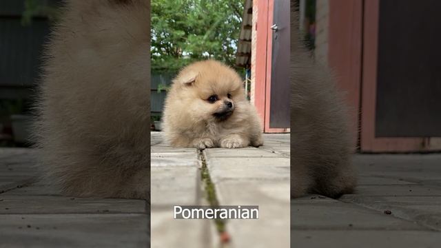 Милая собачка