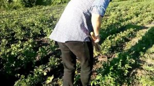 Огород без хлопот - смешанные посадки