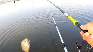 Дикий клев сазана и карася на херабуну в Приморском крае.