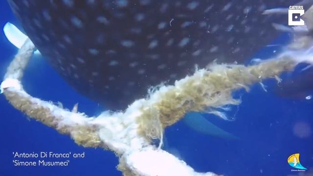 Молния УДАРИЛА в Дерево в СОЛНЕЧНЫЙ День (Лучшие подборки 2021, смешные и интересные видео) смотреть онлайн