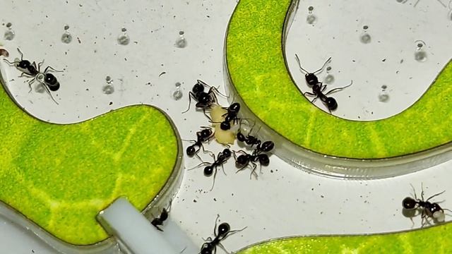 Что если дать муравьям яйцо Кормление муравьёв жнецов смотреть онлайн