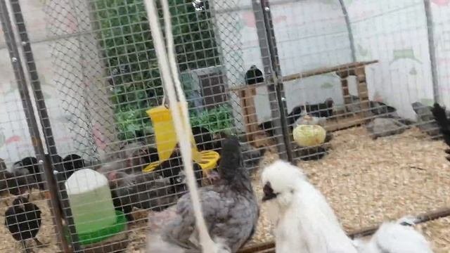 Как оборудовать теплицу для цыплят.