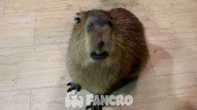 DOORS Roblox: Dawn of the Doors (Versión Capibara) смотреть онлайн