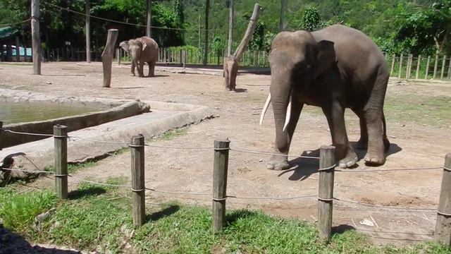 Слон Борнео смотреть онлайн