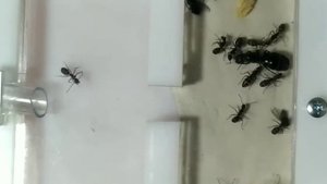 Кампонотус вагус (Camponotus vagus). Переселил в формикарий! Муравьи дома. Муравьиная ферма.
