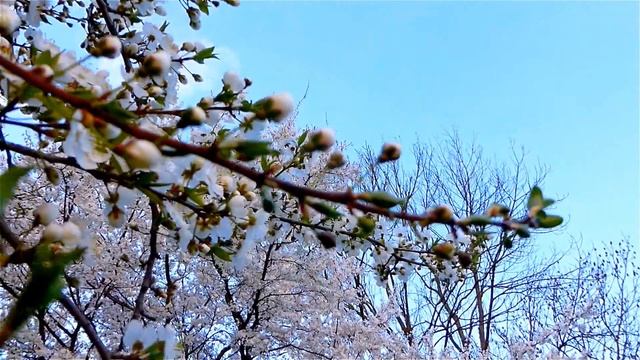 Цветущие Яблони. Ветки Цветущей Яблони Весной. Цветущие Деревья. Яблони Весной. Футаж Яблони Весной