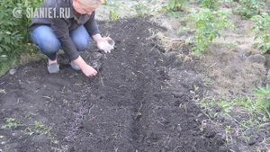 Препарат "Сияние-2" - хороший помощник для ваших растений