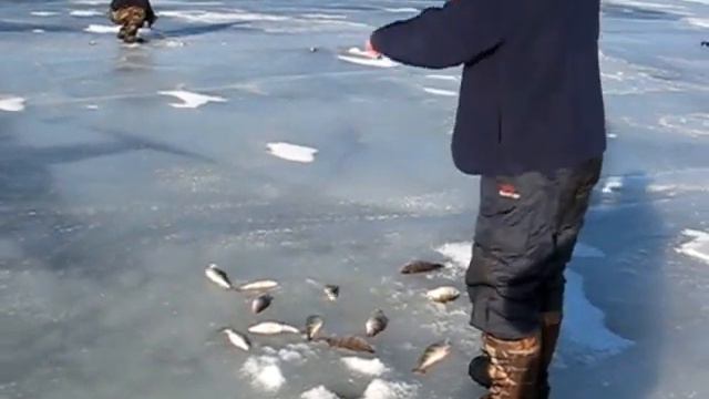 Зимняя рыбалка на окуня, Куршский залив смотреть онлайн