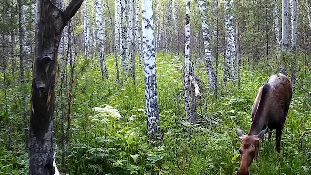 Лоси на солонце. Огромный бык-хозяин солнца! смотреть онлайн