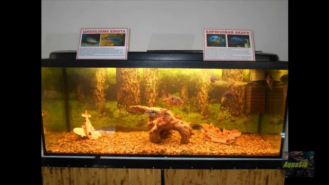 Выставка аквариумных рыб Кривой Рог смотреть онлайн