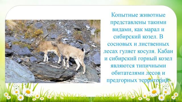 Путешествие по Саяно-Шушенскому   заповеднику