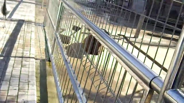 Бахчисарайский парк миниатюр. Крымские олени. (14.02.19) смотреть онлайн