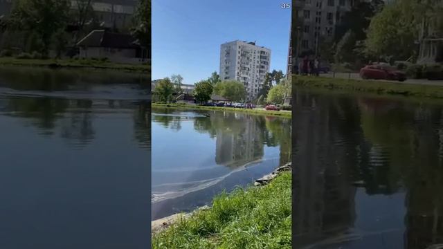 Неуловимый лось купался в Кошачьем пруду в московском Новогирееве