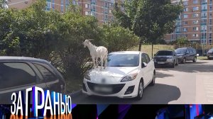 «За гранью»: «За козла ответишь!» | Выпуск от 14 сентября 2022 года