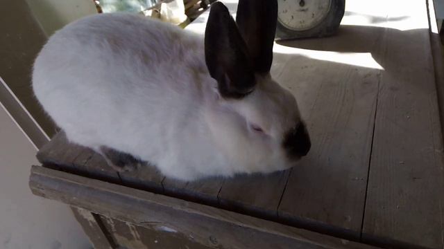 Отзыв по кроликам от ЛПХ Моряк. смотреть онлайн