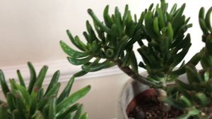 Crassula Ovata " Hobbit" vs "Gollum"