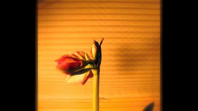 Amaryllis смотреть онлайн