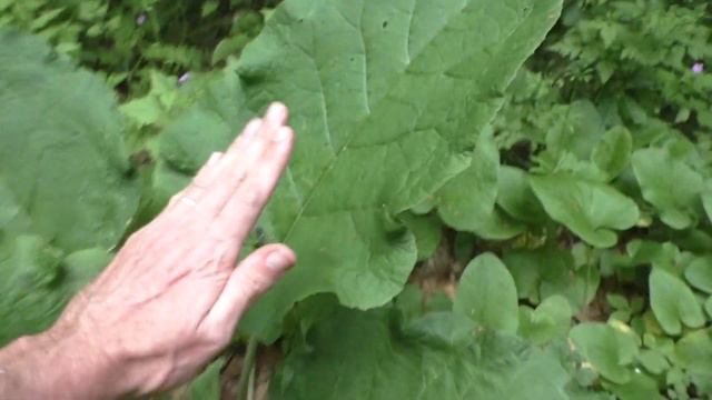 100% Super grote Bladeren смотреть онлайн