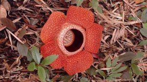 Трупная Лилия | Чудеса Творения