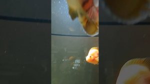 Красивые аквариумные рыбки ?