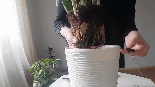 Цветы🌹будут пышными и красивыми. смотреть онлайн