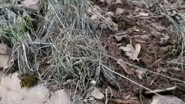 Миньяр дикий чеснок снято 26.03.16 смотреть онлайн