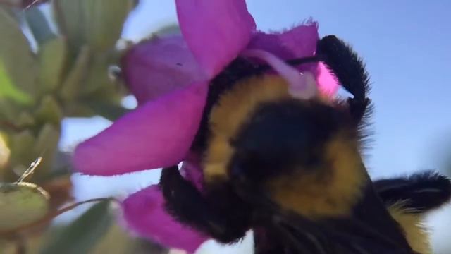 Sonication : Buzz pollination смотреть онлайн
