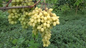 Г Ф винограда ДОНСКАЯ НЕВЕСТА БУРДАК А В 2019