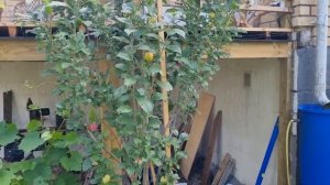 Алыча Колоновидная