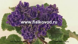 Фиалка АВ-Сергей Есенин