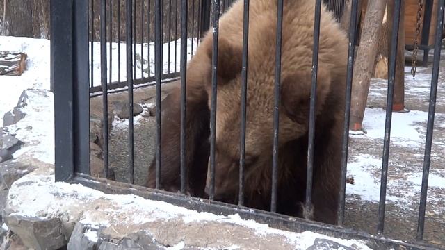 Медвежонок Алтай урчит, рычит и говорит