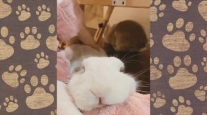 СМЕШНАЯ ОЗВУЧКА приколы с животными КРОЛИКИ ВИДЕО