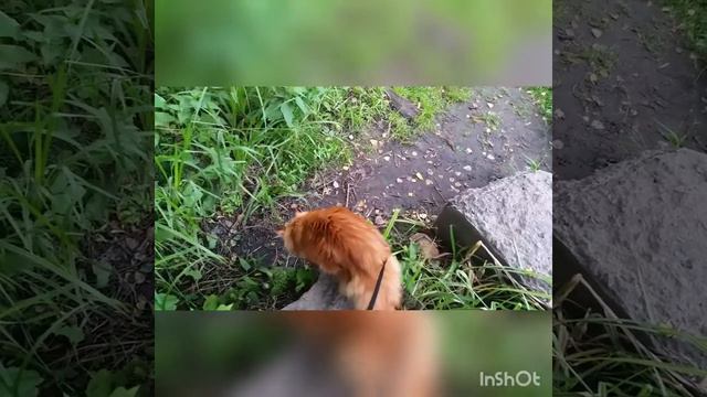 Каникулы Бонифация! Кот гуляет на поводке! прогулка на реке!