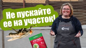 Лучшая профилактика от луковой мухи! Начинайте борьбу с луковой мухой уже сейчас!