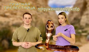 Опасная прелестница: погружение в мир кобр