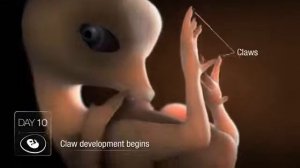 Оплодотворение куриного эмбриона в яйце и его рождение были созданы Богом из ничего.