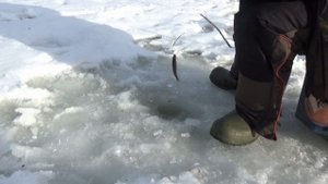 Рыбалка на Волчихинском водохранилище. Флюс 29 февраля 2020