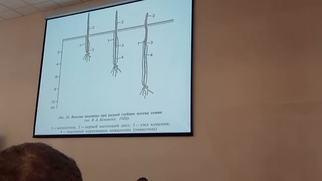 Болезни зерновых 4 часть