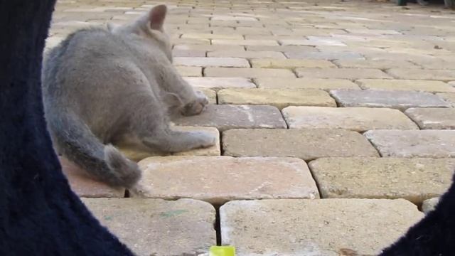 Русский голубой котенок смотреть онлайн