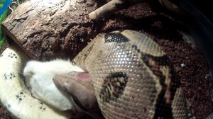 Columbo eating a "jumbo" rat