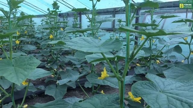 Обзор ОГУРЦА Лютояр F1. Про крепление цветка. 11 мая 2017 смотреть онлайн