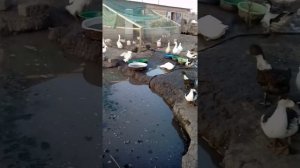 гуси Линда, утка Стар53, утка Каюка, утка Мулард, хохлатая утка,индоутка