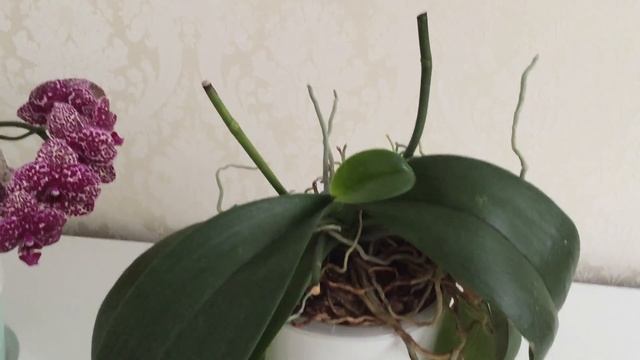 Четыре новых орхидеи у меня дома ) Леди Мармелад, Дикий Кот , биг липчик и Зигопиталум)))) смотреть онлайн