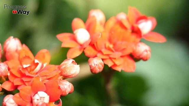 Срочно в Марте Успейте Это Сделать! Герань Пеларгония Из Хилой Превратится в Пышный Куст! смотреть онлайн